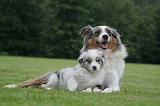 BERGER AUSTRALIEN - ADULT & PUPPY 110